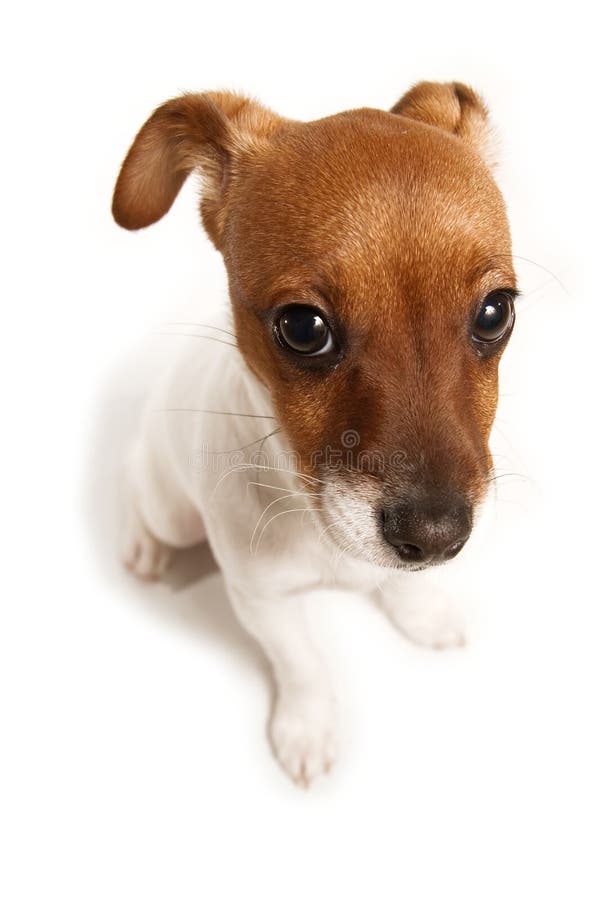 A guilty looking Jack Russell Terrier puppy. A guilty looking Jack Russell Terrier puppy.