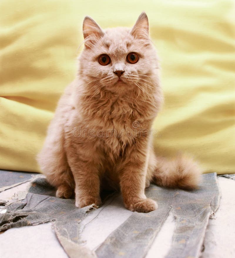 Cat on destroyed couch. Cat on destroyed couch