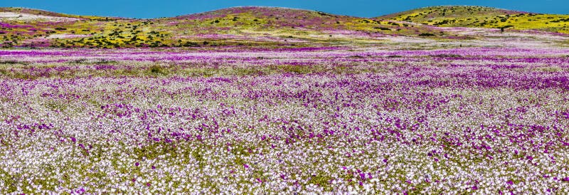 Het water komt aan de droogste woestijn in de Wereld: Atacama bloeiende bloemen