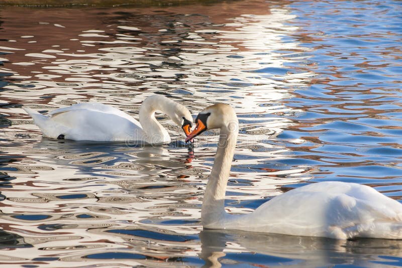 Two white swans heart water scene. White swans love scene. True love two swans. White swan love view. Two white swans heart water scene. White swans love scene. True love two swans. White swan love view