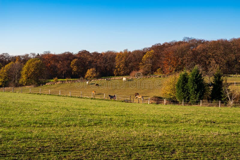 Het Weergeven over weiden en het bos, paarden weiden op een paddock in het herfstlandschap, Essen royalty-vrije stock foto Het Weergeven over weiden en het bos, paarden weiden op een paddock in het herfstlandschap, Essen royalty-vrije stock foto