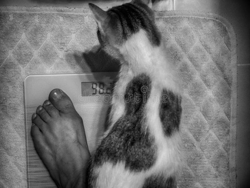 Het wegen samen met een kat stock foto Het wegen samen met een kat stock foto