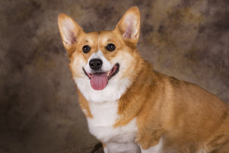 Portret van een Pembroke Welsh Corgi royalty-vrije stock foto's