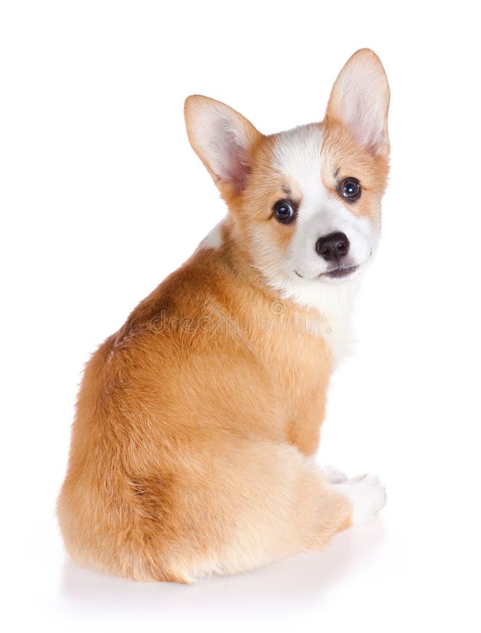 Pembroke Welsh Corgi pup royalty-vrije stock foto