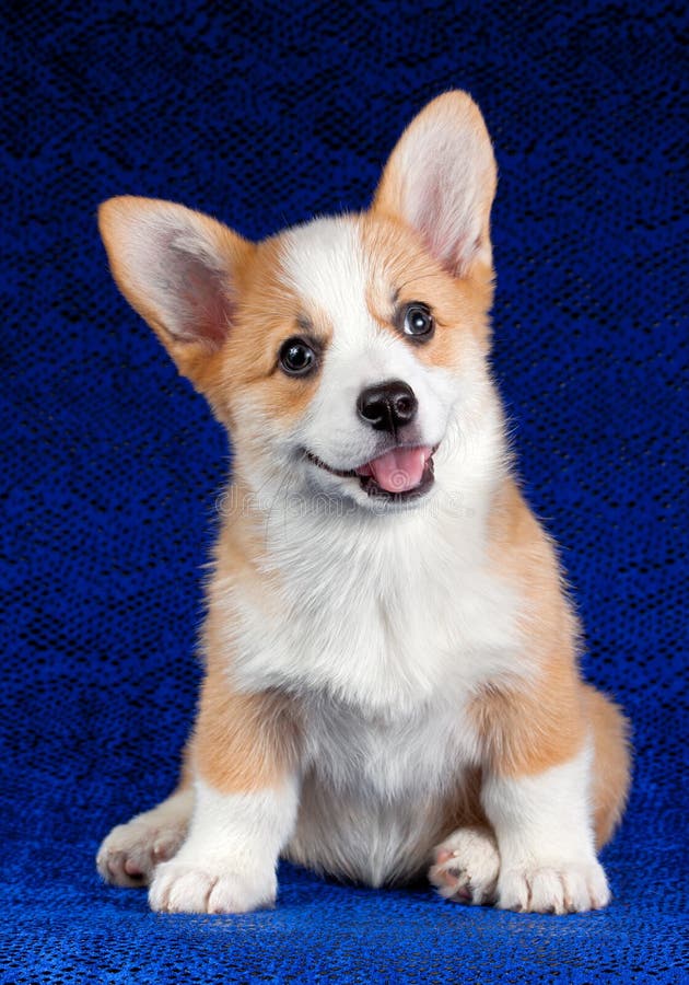 Pembroke Welsh Corgi pup royalty-vrije stock foto's