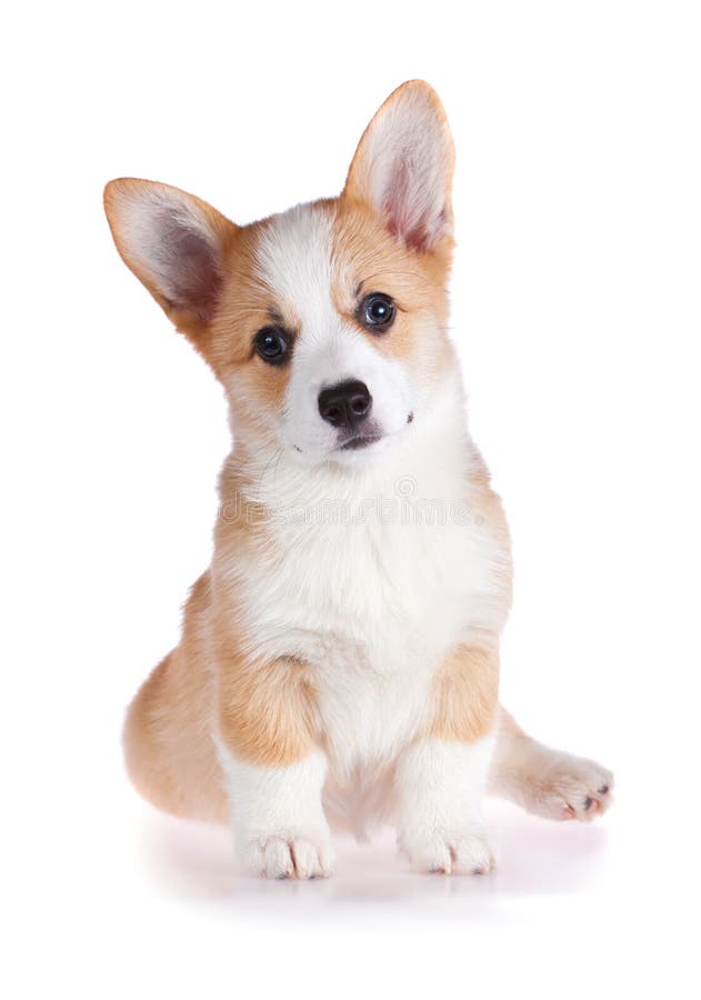 Pembroke Welsh Corgi pup stock afbeeldingen