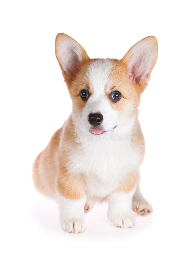 Pembroke Welsh Corgi pup stock foto's