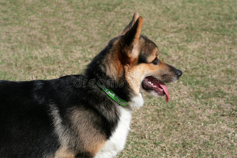 Pembroke Welsh Corgi pup stock afbeeldingen