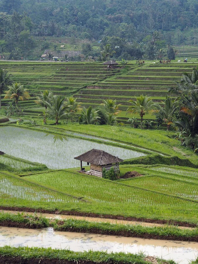 Het werpen zich mening over een padieveldterras in Bali stock foto's Het werpen zich mening over een padieveldterras in Bali stock foto's