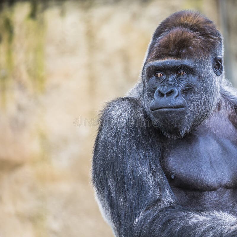 Het westelijke laagland vrouwelijke gorilla bevindende vooruit onder ogen zien royalty-vrije stock foto Het westelijke laagland vrouwelijke gorilla bevindende vooruit onder ogen zien royalty-vrije stock foto