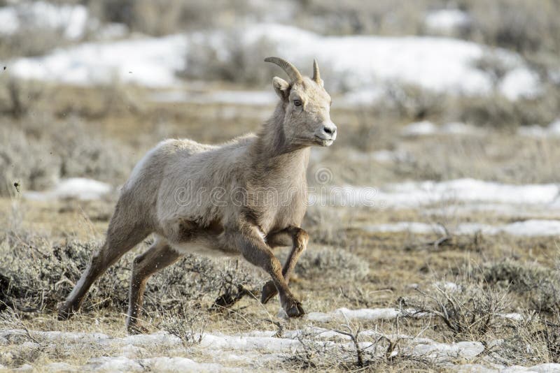 Het wijfje van Bighornschapen, het lopen stock fotografie Het wijfje van Bighornschapen, het lopen stock fotografie
