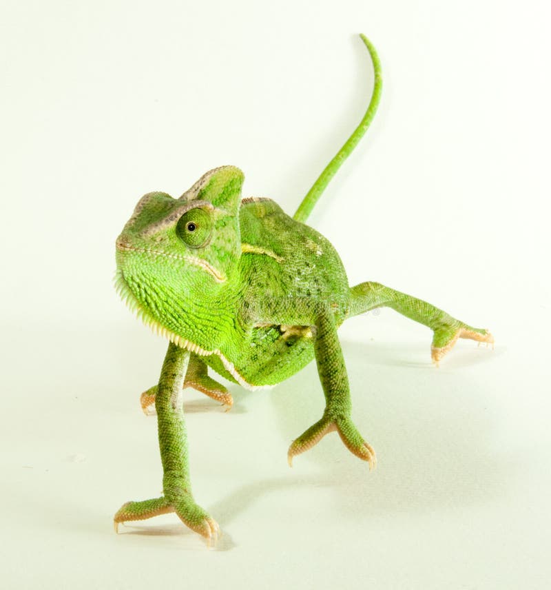Het Wijfje van Chalyptratus van Chamealeo royalty-vrije stock foto Het Wijfje van Chalyptratus van Chamealeo royalty-vrije stock foto