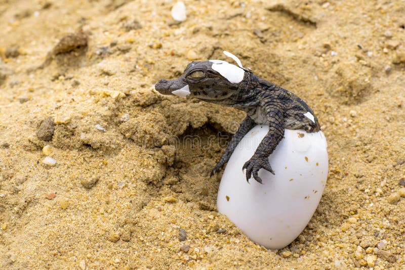 Het WILD: CROC GEBOREN OM WORDEN GEVREESD stock foto's Het WILD: CROC GEBOREN OM WORDEN GEVREESD stock foto's