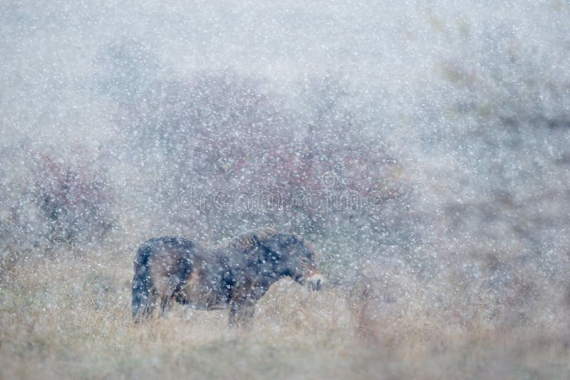 Het wild paard in de aardhabitat, de winterscène met sterk sneeuwonweer, sneeuwvlokken omvatte dierlijke, Tsjechische Republiek royalty-vrije stock afbeeldingen Het wild paard in de aardhabitat, de winterscène met sterk sneeuwonweer, sneeuwvlokken omvatte dierlijke, Tsjechische Republiek royalty-vrije stock afbeeldingen