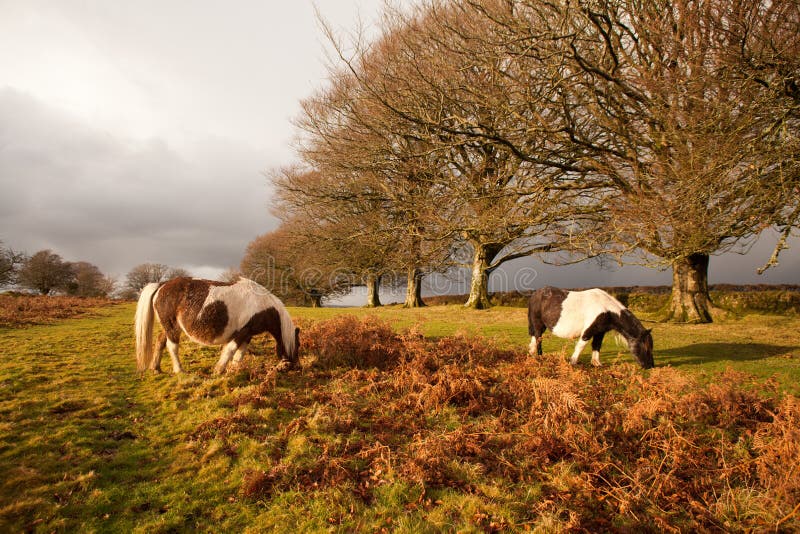 Het wilde Dartmoor-nationale park van poneysdartmoor, Devon, het UK royalty-vrije stock fotografie Het wilde Dartmoor-nationale park van poneysdartmoor, Devon, het UK royalty-vrije stock fotografie