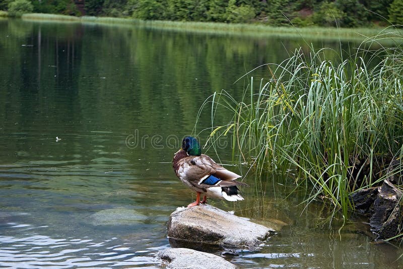 Het wilde eendverblijf vreedzaam op de rots en wacht geduldig op zijn kans om een vis te vangen royalty-vrije stock foto's Het wilde eendverblijf vreedzaam op de rots en wacht geduldig op zijn kans om een vis te vangen royalty-vrije stock foto's