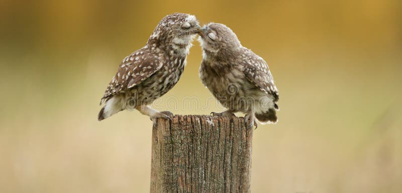 Het wilde kleine uilen kussen stock afbeelding Het wilde kleine uilen kussen stock afbeelding