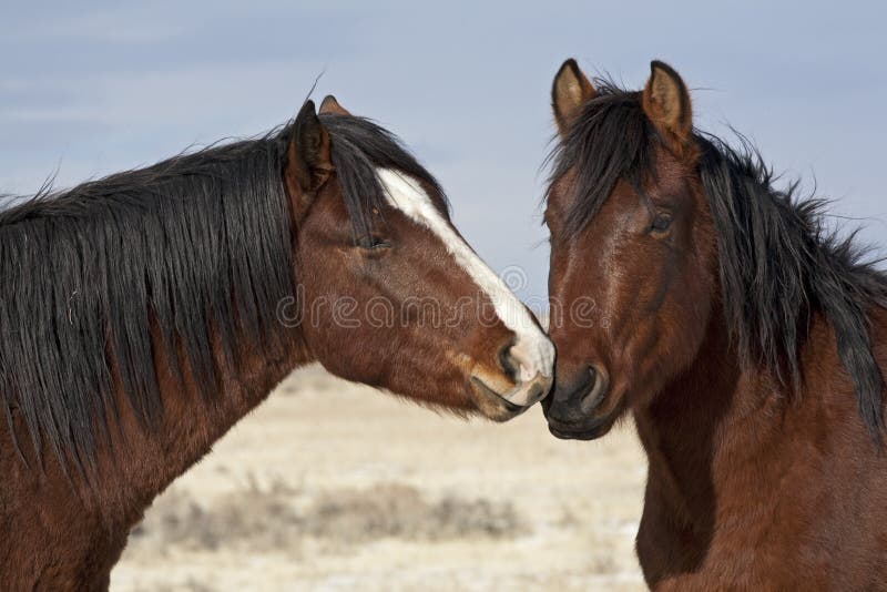 Some horses stay close together for greater protection. Some horses stay close together for greater protection.