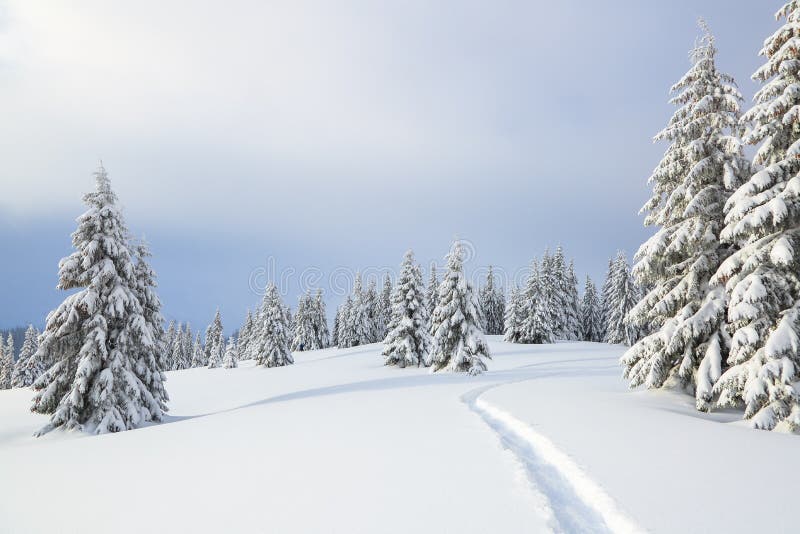 Het winterlandschap met bomen in de sneeuwforts, het gras bedekt met sneeuw met voetpad stock foto's Het winterlandschap met bomen in de sneeuwforts, het gras bedekt met sneeuw met voetpad stock foto's