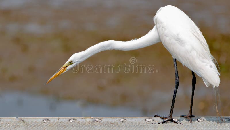 Het witte Aigrette Kijken royalty-vrije stock foto Het witte Aigrette Kijken royalty-vrije stock foto