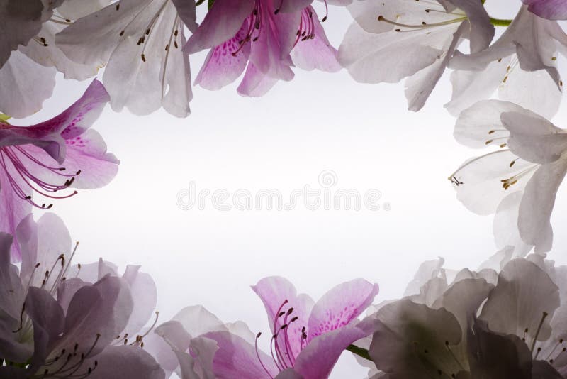 Het witte Frame van de Bloem over Wit stock foto Het witte Frame van de Bloem over Wit stock foto