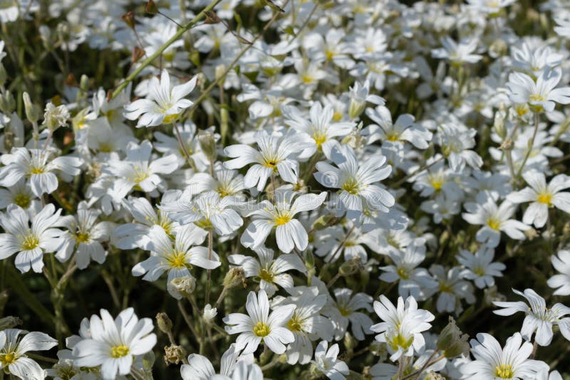 Het witte gevoelige bloemen dik gevuld bloembed stak omhoog op een duidelijke dag aan stock afbeelding Het witte gevoelige bloemen dik gevuld bloembed stak omhoog op een duidelijke dag aan stock afbeelding