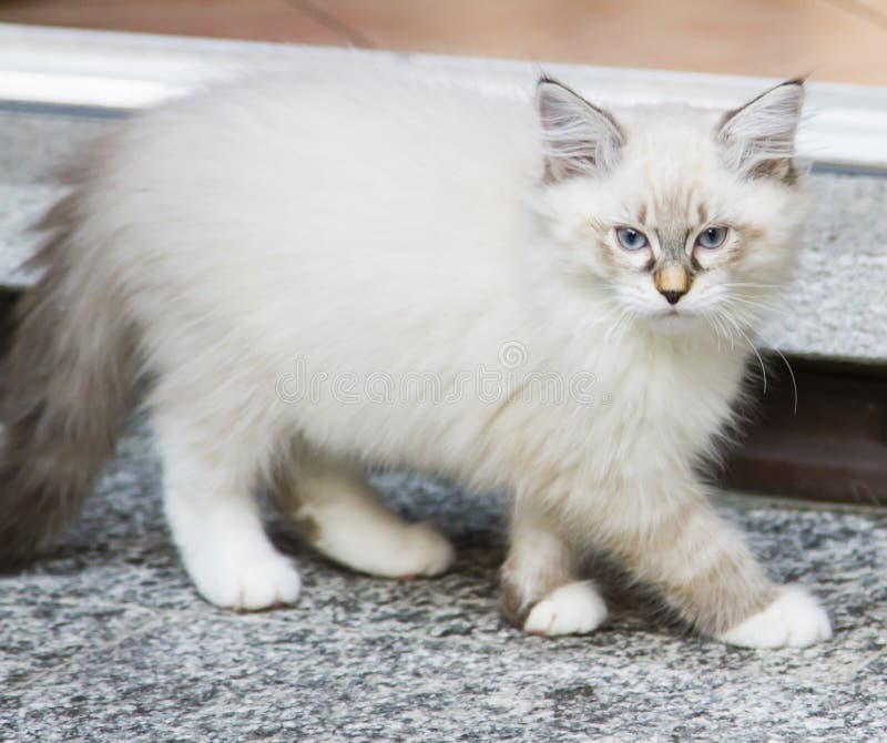 Het witte katje van de nevamaskerade in de tuin, Siberisch ras van ca stock fotografie Het witte katje van de nevamaskerade in de tuin, Siberisch ras van ca stock fotografie