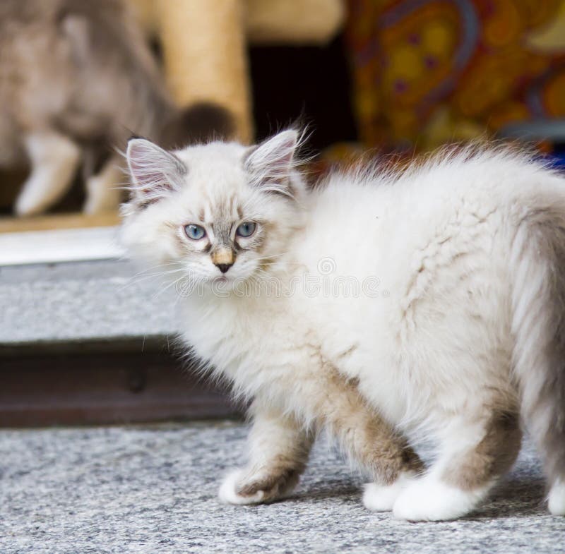 Het witte katje van de nevamaskerade in de tuin, Siberisch ras van ca royalty-vrije stock fotografie Het witte katje van de nevamaskerade in de tuin, Siberisch ras van ca royalty-vrije stock fotografie