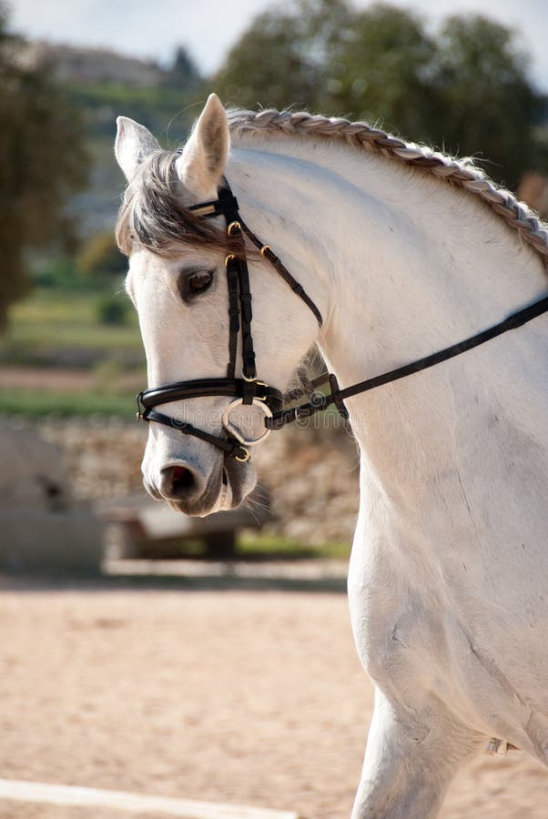 nakomelingen Ik geloof haar Het Witte Paard Van De Dressuur Stock Foto - Image of ruiter, zoogdier:  17726912