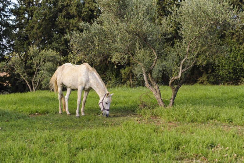 Het witte paard weidt dichtbij de olijfboom stock foto Het witte paard weidt dichtbij de olijfboom stock foto