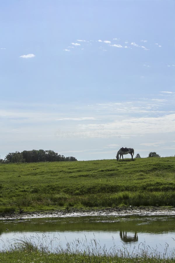 Het witte paard weidt op een groene weide Dit wordt weerspiegeld in de rivier stock foto's Het witte paard weidt op een groene weide Dit wordt weerspiegeld in de rivier stock foto's
