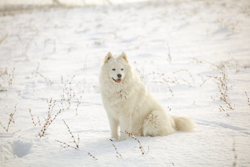 Samoyed white fur dog pet play on snow, winter outdoor. Samoyed white fur dog pet play on snow, winter outdoor