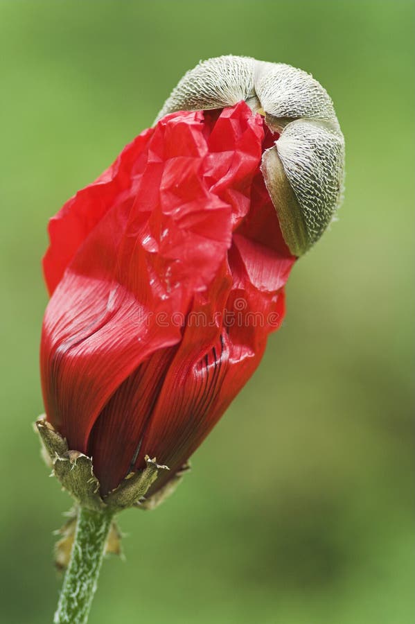 Maanzaad royalty-vrije stock afbeeldingen
