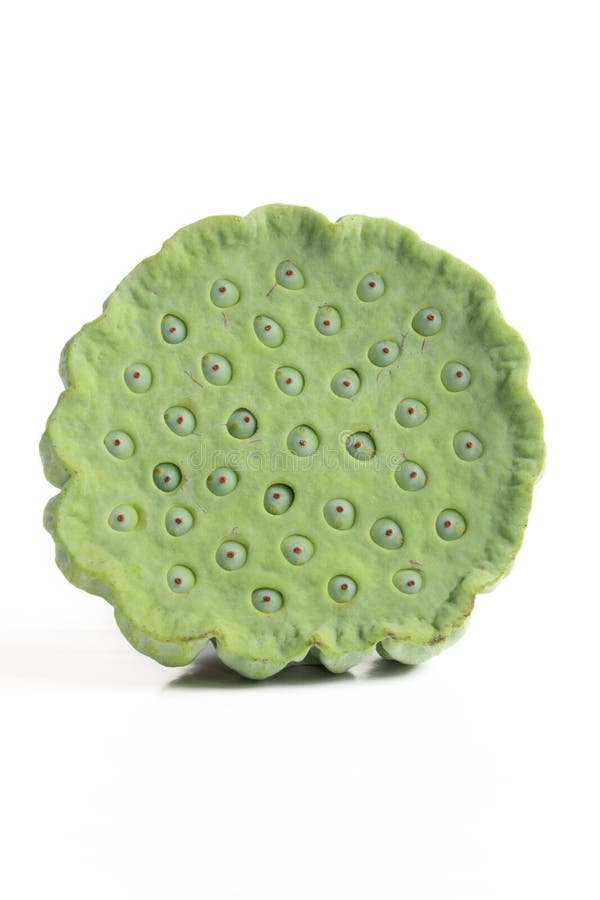 Lotuszaad royalty-vrije stock foto's