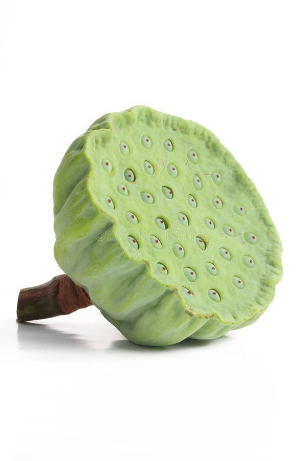 Lotuszaad stock foto