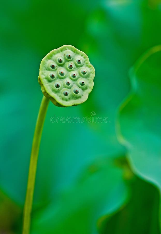 Lotuszaadpeul stock fotografie