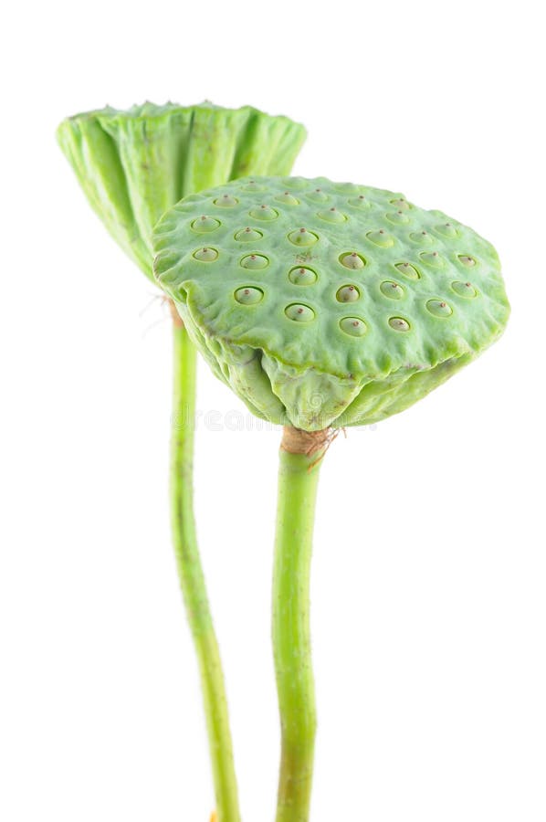 Lotuszaadpeulen royalty-vrije stock afbeeldingen