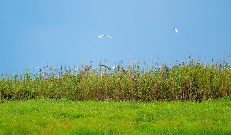 Het zachte onduidelijk beeldbeeld van wilde vogelhabitat op het groene grasgebied met blauwe hemel als achtergrond en één of ande royalty-vrije stock afbeeldingen Het zachte onduidelijk beeldbeeld van wilde vogelhabitat op het groene grasgebied met blauwe hemel als achtergrond en één of ande royalty-vrije stock afbeeldingen