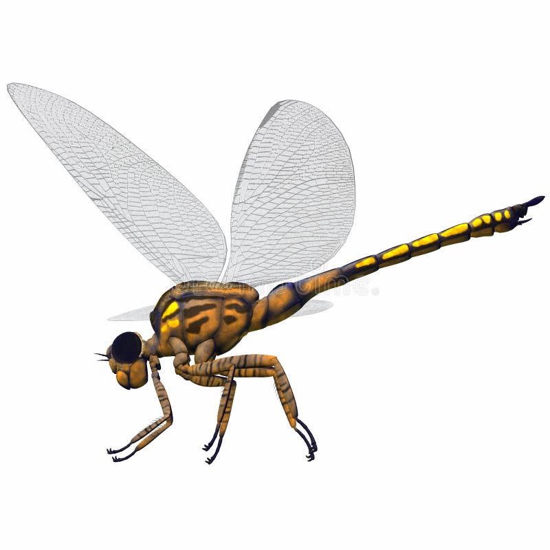 Meganeura was an insect dragonfly that lived in the Carboniferous Period of France and England. Meganeura was an insect dragonfly that lived in the Carboniferous Period of France and England.