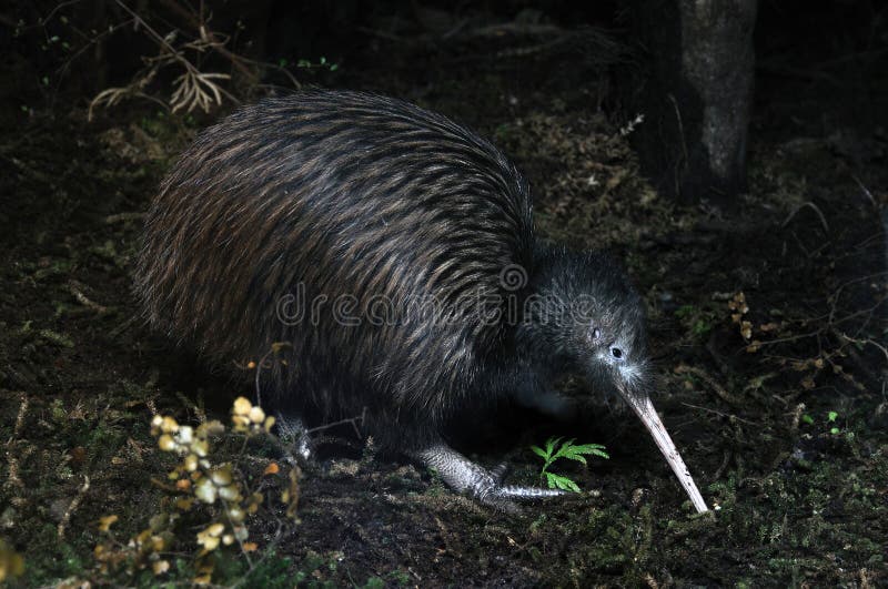 Het zoeken van de kiwi royalty-vrije stock foto Het zoeken van de kiwi royalty-vrije stock foto