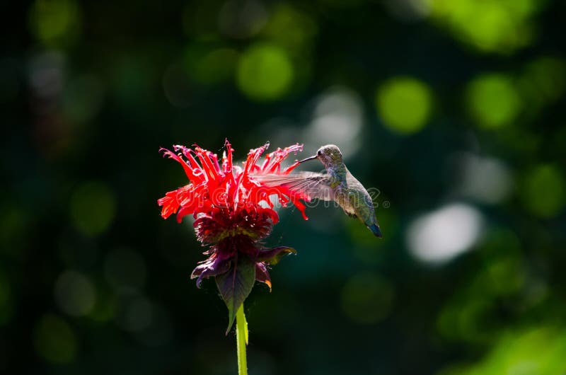 Het zoemen vogel het voeden van een bloem royalty-vrije stock fotografie Het zoemen vogel het voeden van een bloem royalty-vrije stock fotografie