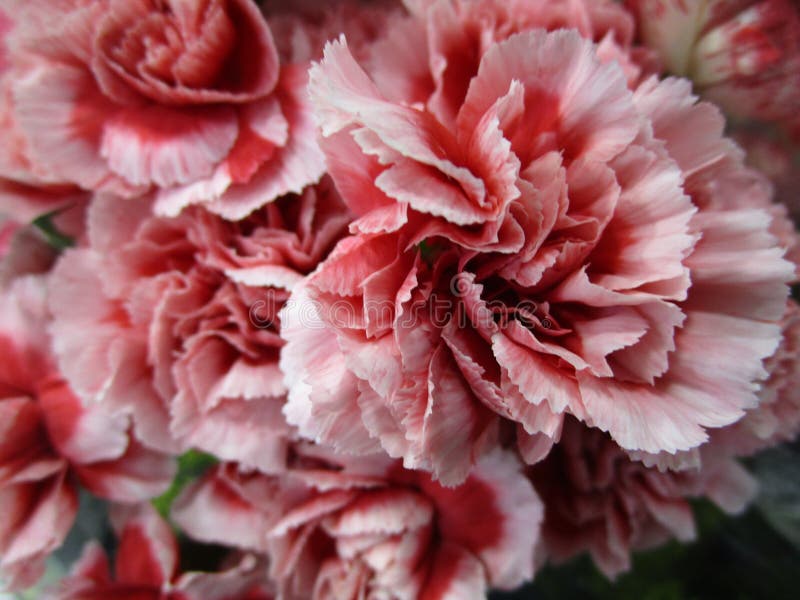 Het zoete lichtrose en witte boeket van de anjerbloem in de lente royalty-vrije stock foto's Het zoete lichtrose en witte boeket van de anjerbloem in de lente royalty-vrije stock foto's