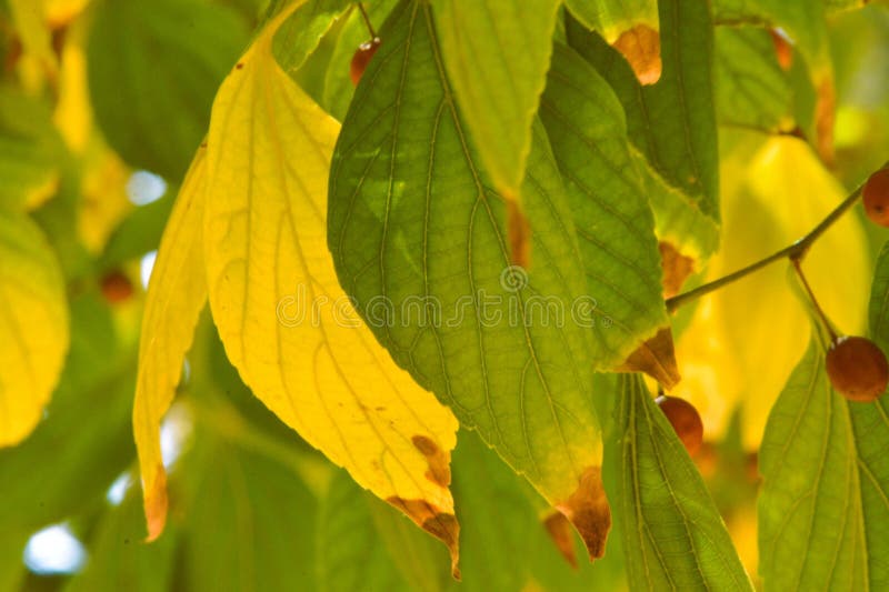 Green leaves of a white stinkwood tee before the autumn season. green and brown leaves. Green leaves of a white stinkwood tee before the autumn season. green and brown leaves