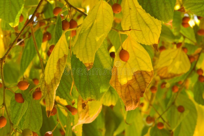 Hanging leaves and seeds with seasons changing the leaves are about to fall on the ground. Hanging leaves and seeds with seasons changing the leaves are about to fall on the ground.