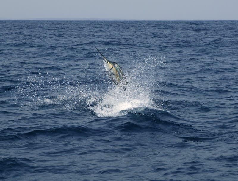 Het zoutwatersport van de zeilvis visserij het springen stock afbeelding Het zoutwatersport van de zeilvis visserij het springen stock afbeelding