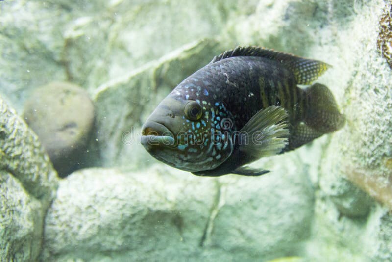Het Zoölogische Park van Novosibirsk Aquarium met vissen en installaties stock afbeelding Het Zoölogische Park van Novosibirsk Aquarium met vissen en installaties stock afbeelding