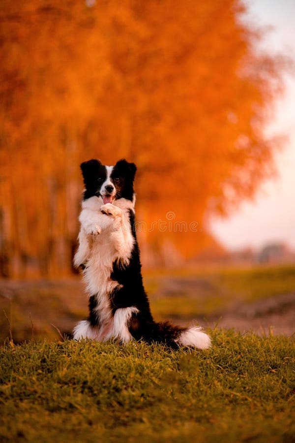 Het zwart-witte verblijf van hondborder collie op gras Zonsondergang geel bos op achtergrond De herfst stock afbeeldingen Het zwart-witte verblijf van hondborder collie op gras Zonsondergang geel bos op achtergrond De herfst stock afbeeldingen