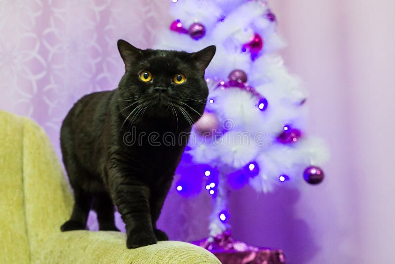 Het zwarte Britse kat stellen voor de camera stock afbeelding Het zwarte Britse kat stellen voor de camera stock afbeelding
