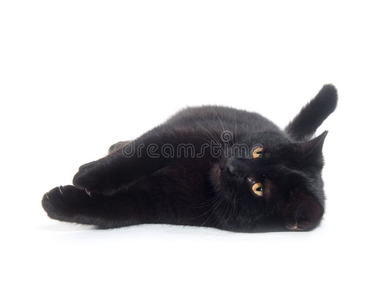 Het zwarte kat bepalen royalty-vrije stock foto Het zwarte kat bepalen royalty-vrije stock foto