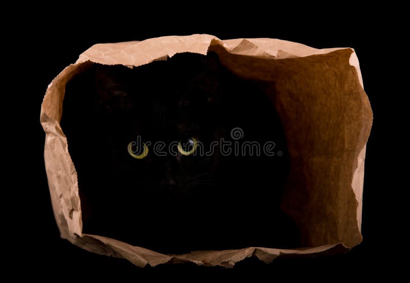 Het zwarte kat verbergen in de schaduwen van een document zak